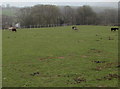 Horses in a Libanus field, Powys