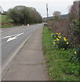 Roadside daffodils, Caerphilly Road, Rhiwderin