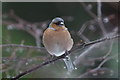 Male Chaffinch (Fringilla coelebs), Loch Garten