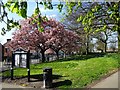 Park Blossoms