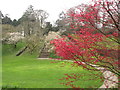 SX7962 : Dartington Hall: steps up Heath Bank, magnolia, maple by David Hawgood