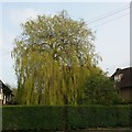 Willow tree on Kingsley Way, Hampstead Garden Suburb