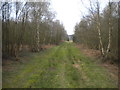 Forest path north east of Rainworth (2)