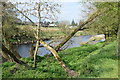 Fallen trees along the Strule River