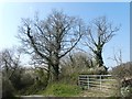 Bare trees by a gate near Rughouse