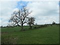 Fields north of Bridge House Farm