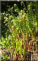 SX7848 : Ferns, Lower Coombe by Derek Harper