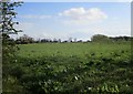 Grass field and the Trent bank