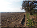TL9491 : Arable field lined with Oak trees by David Pashley