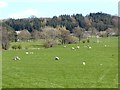 Sheep in field at Elderbeck Farm