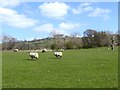 Sheep in field below Howe Hill