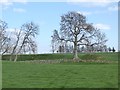 NY5126 : Fields and trees near Glendowlin by Oliver Dixon