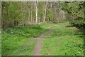 Clarendon Way through Home Copse