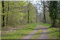 Clarendon Way in Home Copse