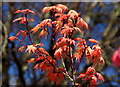 SO6020 : Acer palmatum 'Deshojo' by Jonathan Billinger