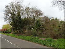 TQ0191 : Woodland beside Denham Lane, Chalfont St Peter by JThomas