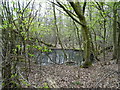 Pond in Birchland Wood