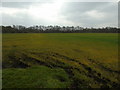 Birch Farm to Little Woolden Moss