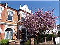 Blossom in Putney