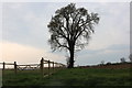 Tree by Warren Farm, Green Tye