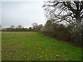 Grazing and hedgerow near Dews Farm