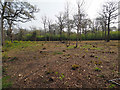 TL9299 : Freshly coppiced area by David Pashley