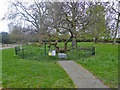 Mulberry tree, Sayes Court Park