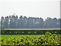 Farmland View