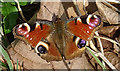 NJ3050 : Peacock Butterfly (Inachis io) by Anne Burgess