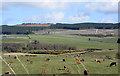 Cows and sheep in the Aberdeenshire countryside