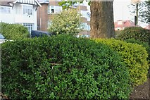TQ2388 : Hedges by Hendon Park by David Howard