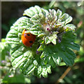 Henbit Dead-nettle (Lamium amplexicaule) with Ladybird