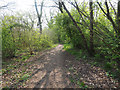 Looking South on forest track