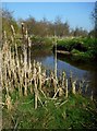 Bulrush beside Boquhan Burn