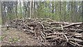 Dead Hedge in Meephill Coppice