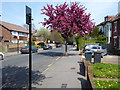 Blossom on Havelock Road