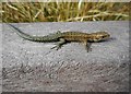NS6498 : Common Lizard, Flanders Moss NNR by Richard Sutcliffe