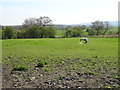 Grazing near Allotment Hall Farm