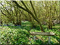 Bluebells and wood anemones in Kiln Wood, near Lenham