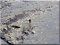 NZ6822 : Beachcomber by Oliver Dixon