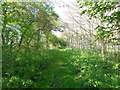 Edge of woodland from Millennium Way, North Piddle 