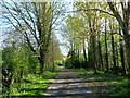 Country lane in North Piddle