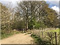 Bridleway at Longhurst Hill