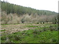 Rough pasture in Cardinham Woods