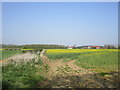 Oilseed rape at Brambling Fields