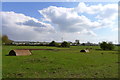 View south from Allington