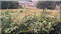 SE0921 : Ripe blackberries at Nab End Lane, West Vale, Greetland by Phil Champion