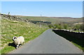 Stray sheep on Ridehalgh Lane