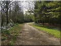 Bridleway towards Pease Pottage