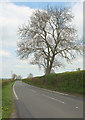 Tree by the A372